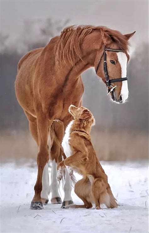 Horse And Dog Buddies Cute Horse Pictures Horses And Dogs Pretty Horses