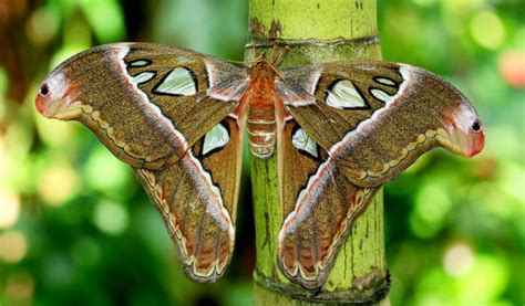 Moths - Facts, Information & Moth Habitat