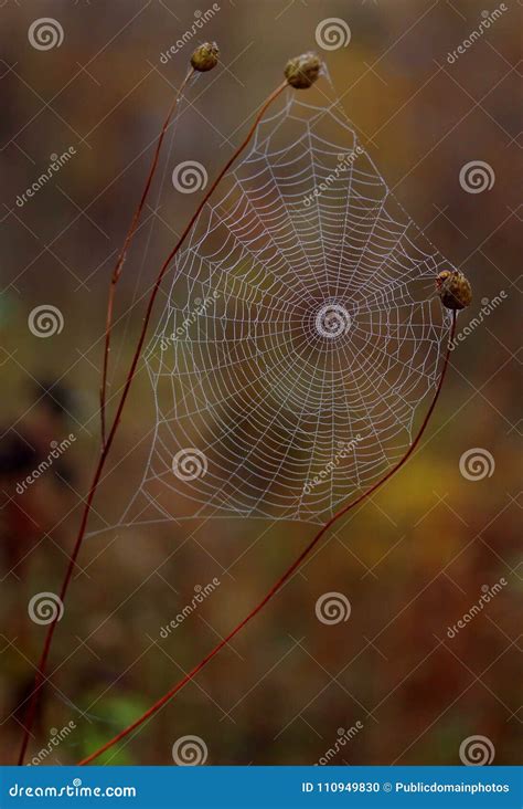 Spider Web, Macro Photography, Close Up, Invertebrate Picture. Image ...