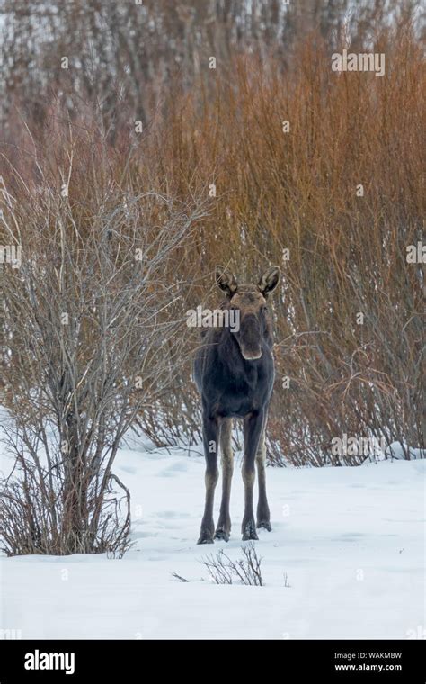 Usa Wyoming Yellowstone National Park Moose Alces Alces A Moose