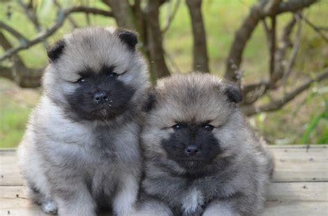 Keeshond - Pictures, Information, Temperament, Characteristics, Rescue | Animals Breeds