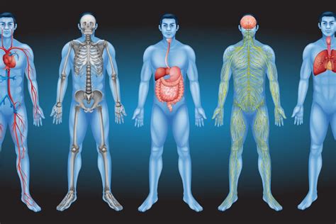 Did scientists really just discover a new organ in the human body?