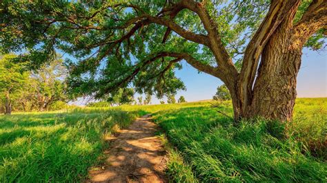 Sunny Day Meadow Field Sky P Countryside Landscape Sunshine