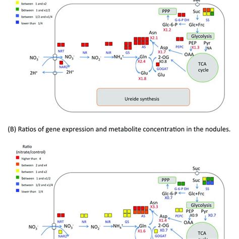 Ratios Of Gene Expression Related To Ureide Synthesis In Soybean Roots