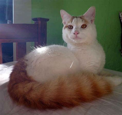 T Rkisch Van Katze Foto Effervescing Elephant Turkish Van Cats