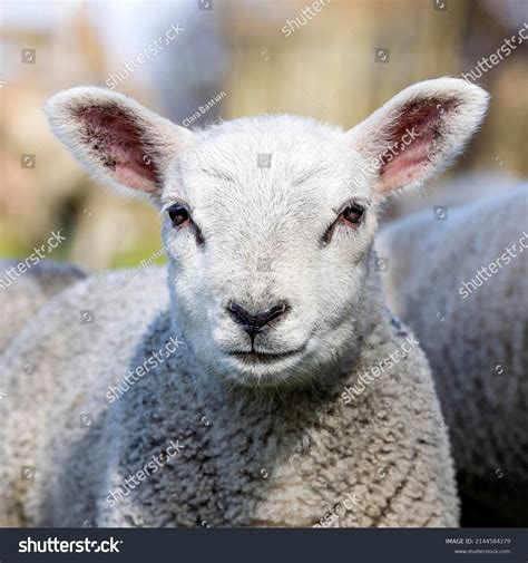 Lamb Face Looking Frank Cute Headshot Stock Photo 2144584279 Shutterstock