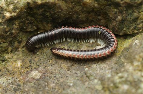 Ommatoiulus Ilicis From Vernet Les Bains France On May