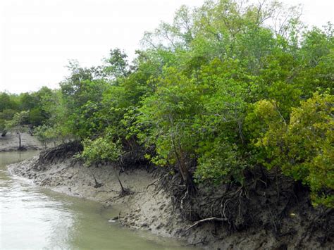 Bioremediation boost: Sundarbans mangroves shelter arsenic loving, salt ...