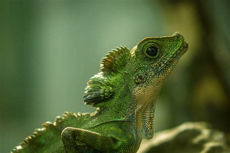 Hd Wallpaper Green Lizard Close Up Photography Push Up Madagascar