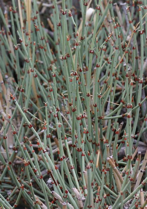 Ephedra