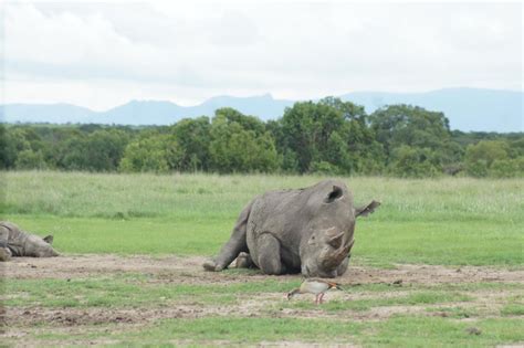 Safari de 3 jours et 2 nuits dans la réserve naturelle d Ol Pejeta