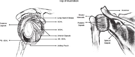 Anatomy Of The Glenohumeral Joint Ab Ighl Anterior Band Of Inferior Download Scientific