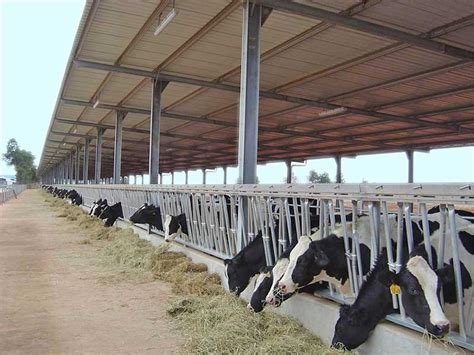 Modern Dairy Farm Design