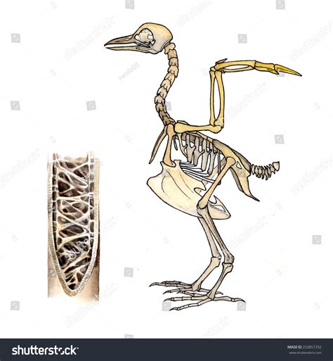 Bird Skeleton Highly Adapted Flight Stock Illustration 253857292
