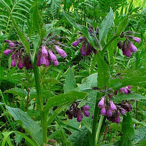 Comfrey Leaf Symphytum Officinale Urban Fringe