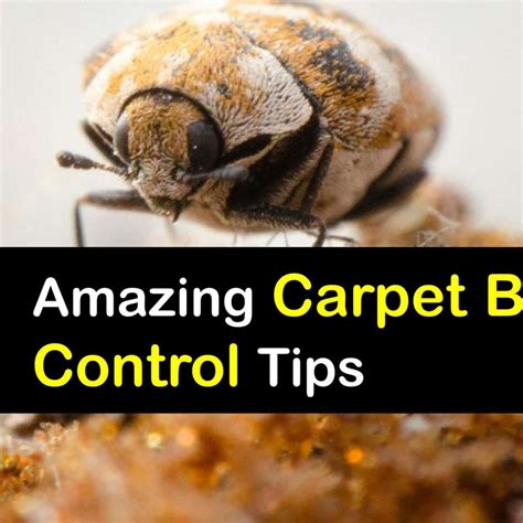 Treating Carpet Beetle Dermatitis – Two Birds Home