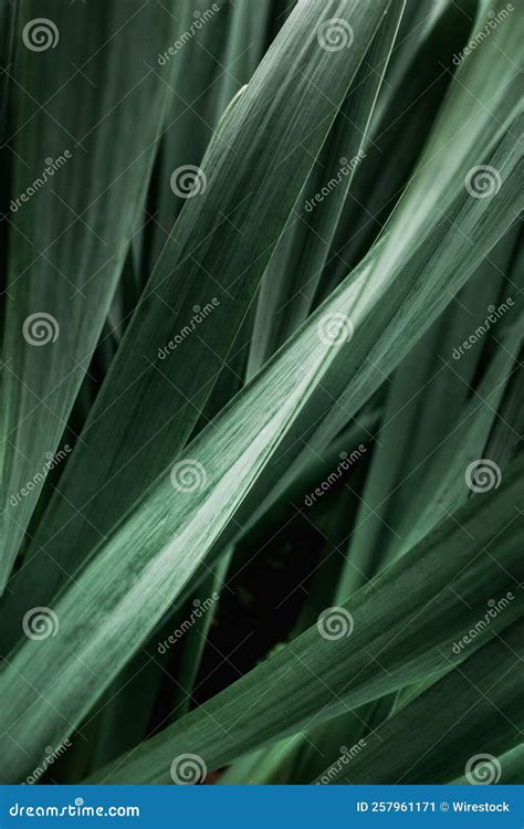 Toma Vertical De Hojas De Hojas Verdes Largas En Una Planta Imagen De