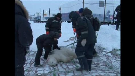 Watch Overly Curious Polar Bear Gets Tranquilized Transported By Helicopter National