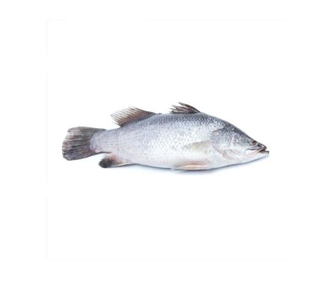 Sea Bass Wholesale Price And Mandi Rate For Sea Bass In India