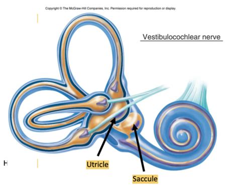 Lecture 21 The Vestibular System Flashcards Quizlet