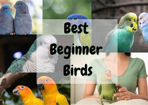 12 Best Beginner Birds A Complete Guide The Pet Savvy