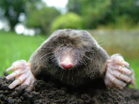 Mole Wallpapers - Animals Town