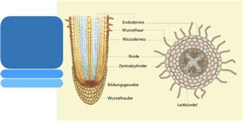 ALLGEMEINE BOTANIK 3 ORGANE Wurzel U Blatt Karteikarten Quizlet