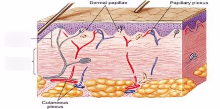 Layers of the Dermis Diagram | Quizlet