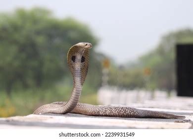 King Cobra Ophiophagus Hannah Species Venomous Stock Photo