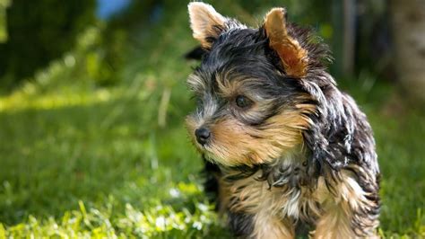 C Mo Cuidar A Un Yorkshire Terrier Los Mejores Consejos Sobre Los