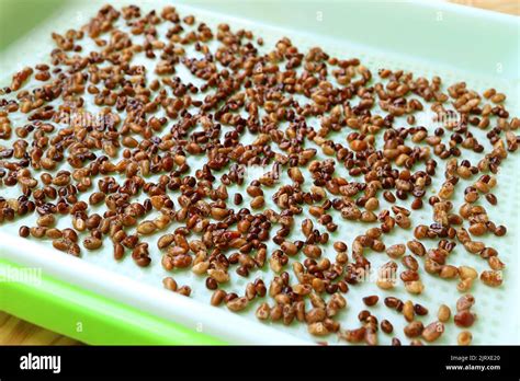 Water Spinach Seeds Being Spread On Mat In Hydroponic Microgreens