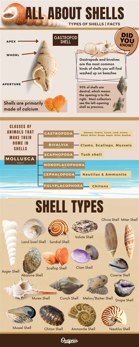 Types Of Shells To Find On Beaches Around The World Facts Chart And