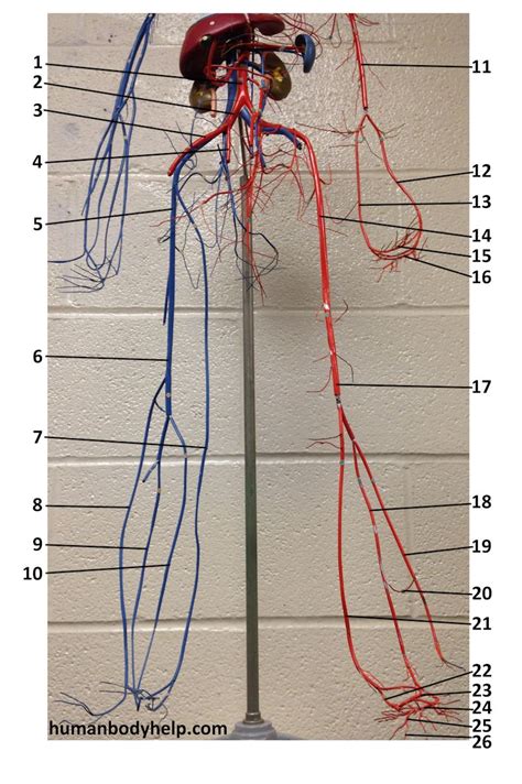 Blood Vessels Labeled Model / CIRCULATORY SYSTEM ANATOMY: Blood vessel layers model ... : The ...