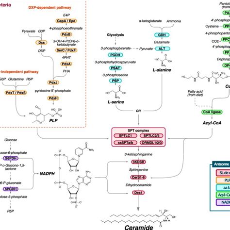 The Anteome Of The Sl De Novo Biosynthetic Pathway Each Pathway Of The