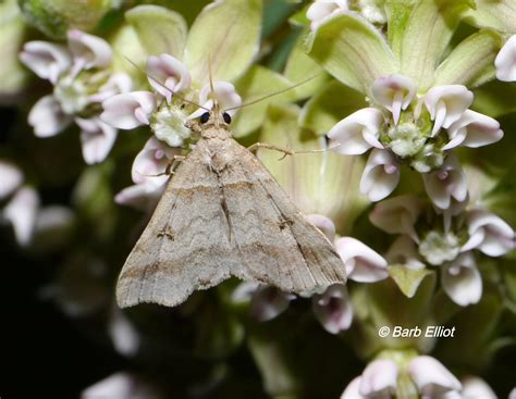 Value Of Moths