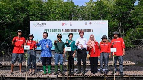 Dukung Pelestarian Ekosistem Mangrove Bibit Bakau Ditanam Di