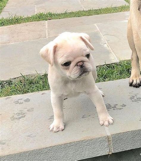 Are Teacup Pugs Real? The Tiniest Canine Clowns Explained