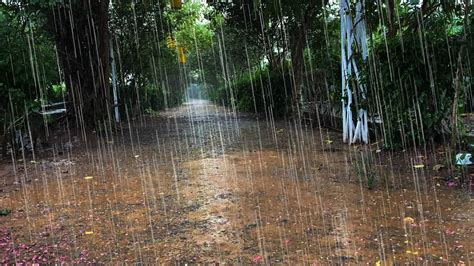 Heavy Rain And Thunderstorm Sounds On Deserted Forest Road Thunder