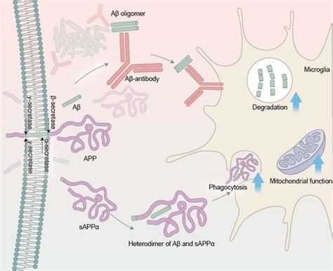 Sapp Peptide Promotes Damaged Microglia To Clear Alzheimer S Amyloid