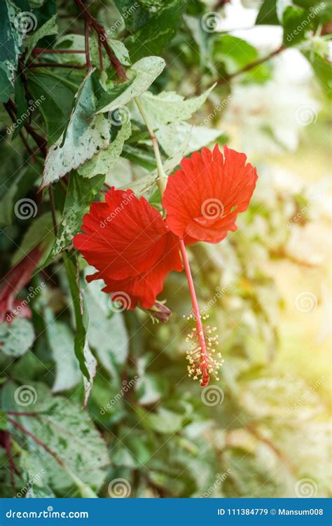 Flor Roja Del Syriacus Del Hibisco En Gardenh De La Naturaleza Imagen