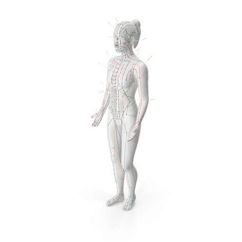 Female Acupuncture Anatomy Chart With Needles Png Images And Psds For Download Pixelsquid