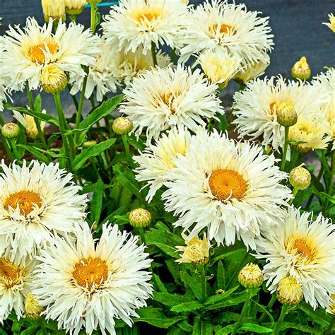 Coconut Shasta Daisy Leucanthemum Perennial Plant Perennials At Lowes