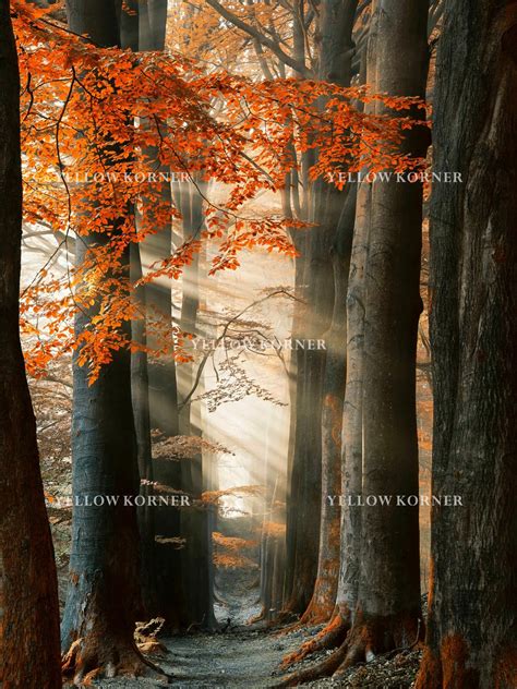 FOR YOUR EYES ONLY Nature LARS VAN DE GOOR Art Photographs