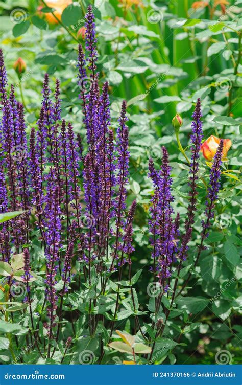 Purple Sage Oak Caradonna In The Backyard Garden Floriculture Garden