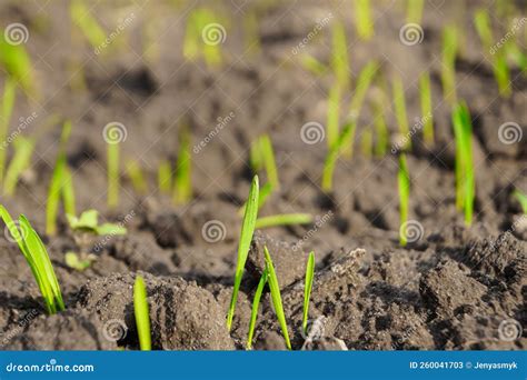 Young Plants Of Winter Wheat Young Wheat Crop In A Field Field Of