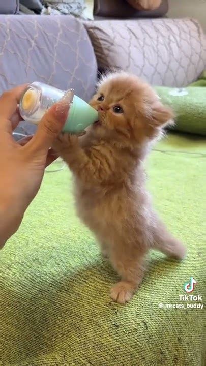 Hungry Cute Kitten Drink Milk Youtube