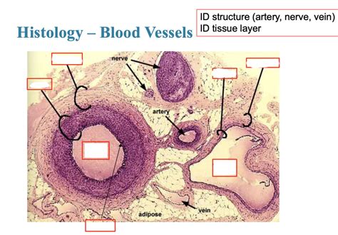 Blood Vessel Histology Diagram Quizlet