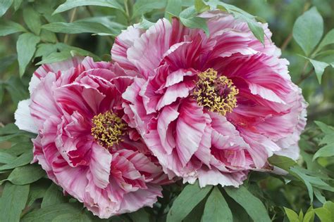 14 Peony Colors That Will Brighten Your Garden