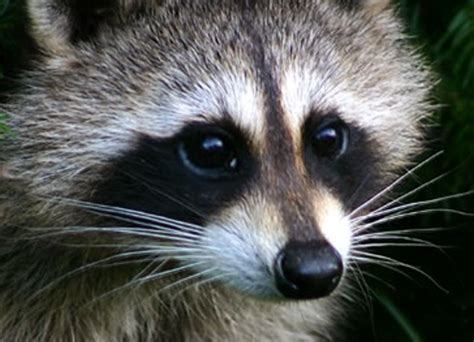 All you need to know! - Raccoons - The Most Adorable Creature!