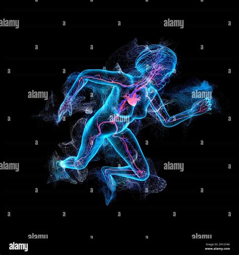 Human anatomy, illustration Stock Photo - Alamy